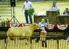 Grand Champion Steer 